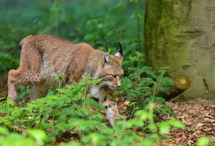 Die 10 Schönsten Zoos Und Tierparks In Deutschland