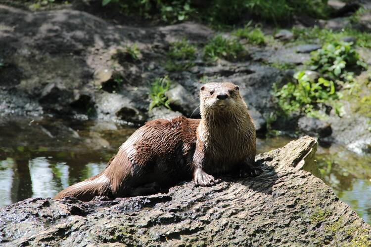 Wildpark Eekholt