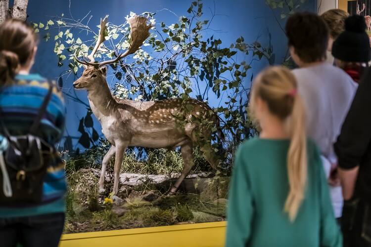 Naturkundemuseum Potsdam