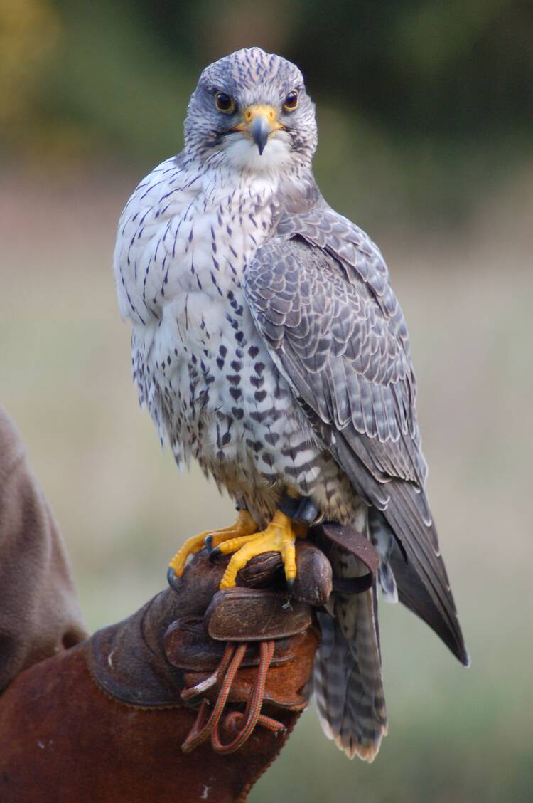 Falknerei Burg Rabenstein