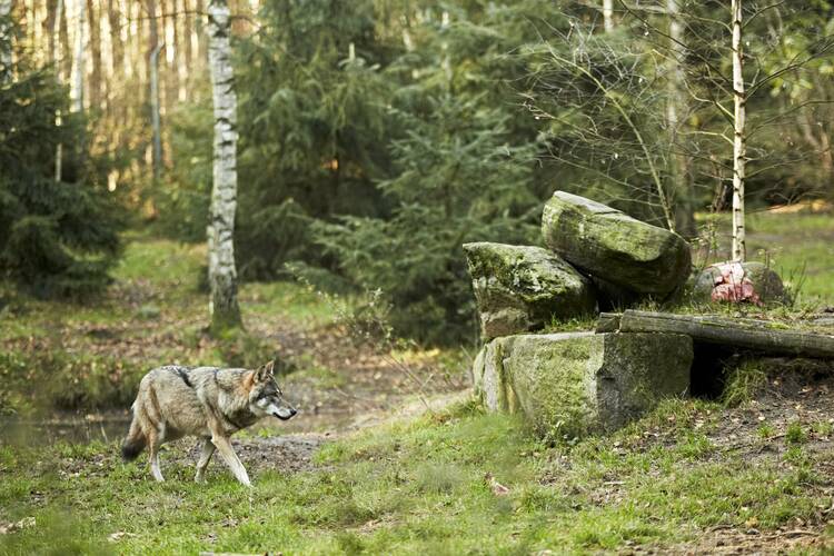 Wildtierparks Deutschland