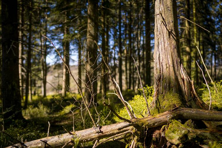 Nationalpark Schwarzwald